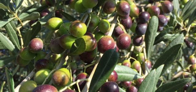 Le Cultivar - Oliva fajták